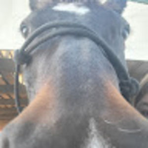 Meet your Posher, Madz day